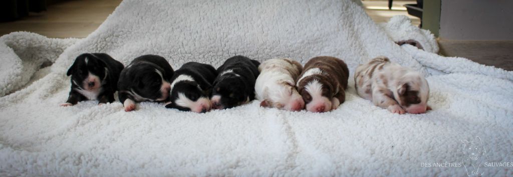 chiot Berger Australien des Ancêtres Sauvages