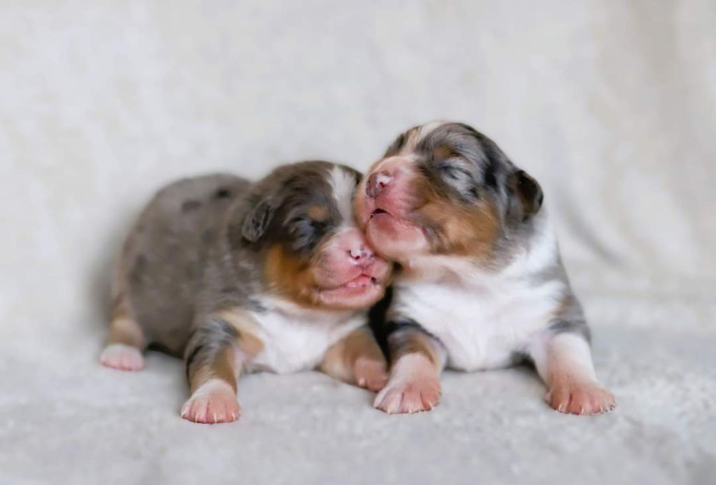 chiot Berger Australien des Ancêtres Sauvages