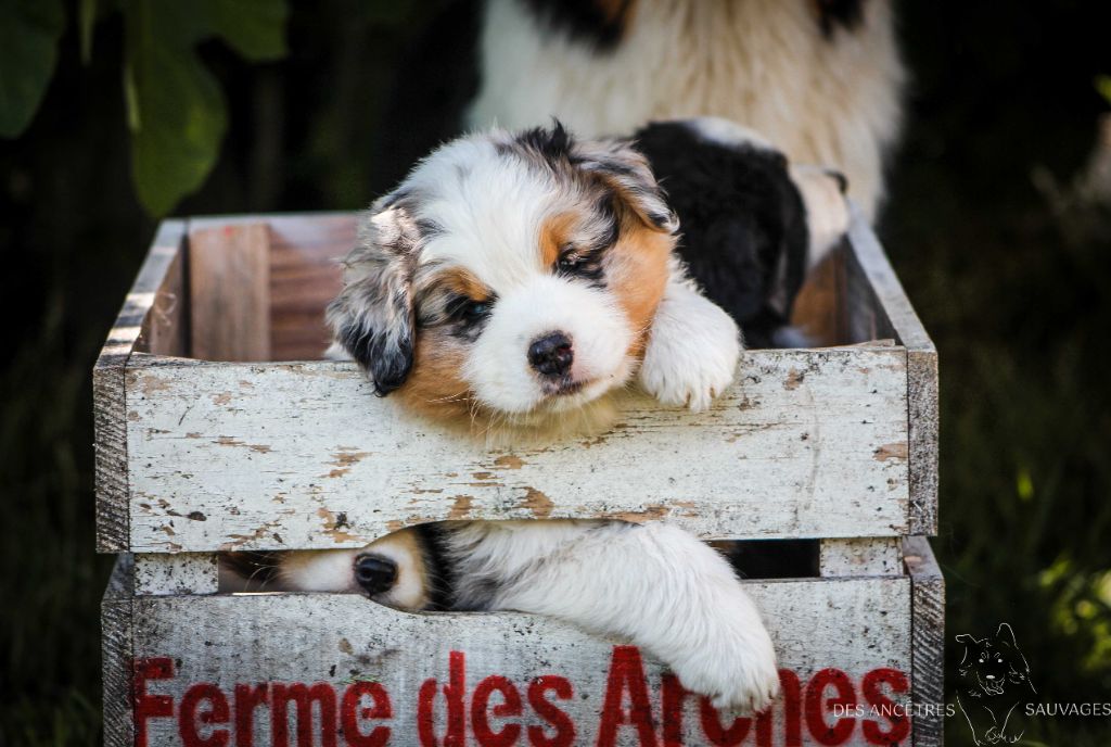 des Ancêtres Sauvages - Berger Australien - Portée née le 30/04/2022