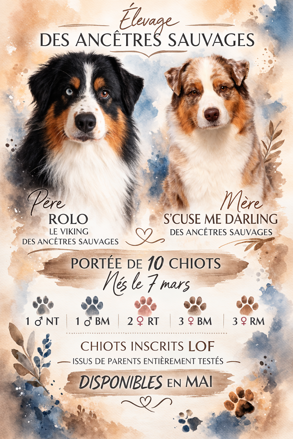 Chiot Berger Australien des Ancêtres Sauvages