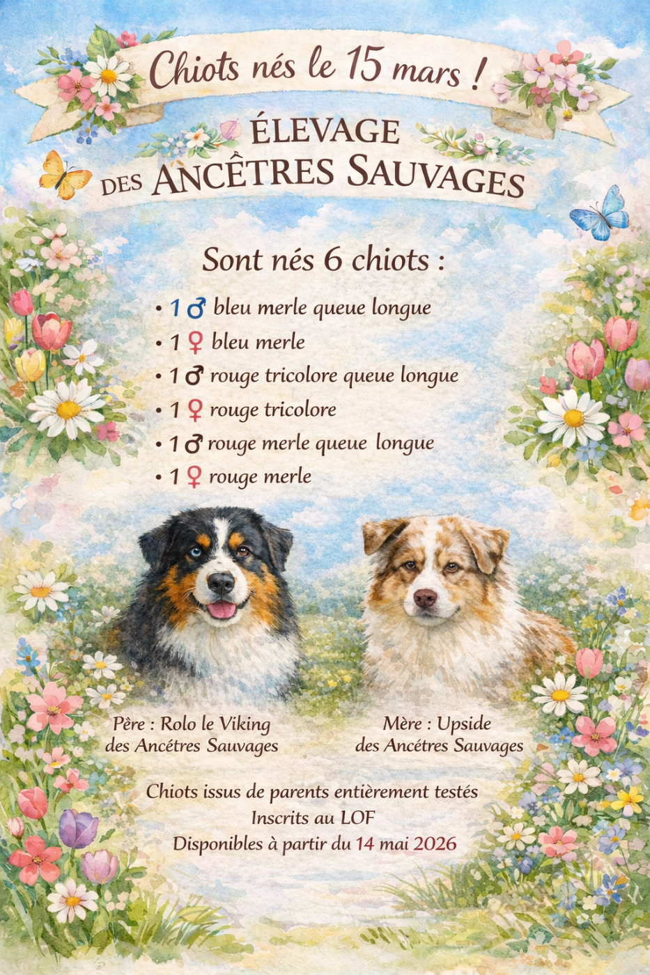 Chiot Berger Australien des Ancêtres Sauvages