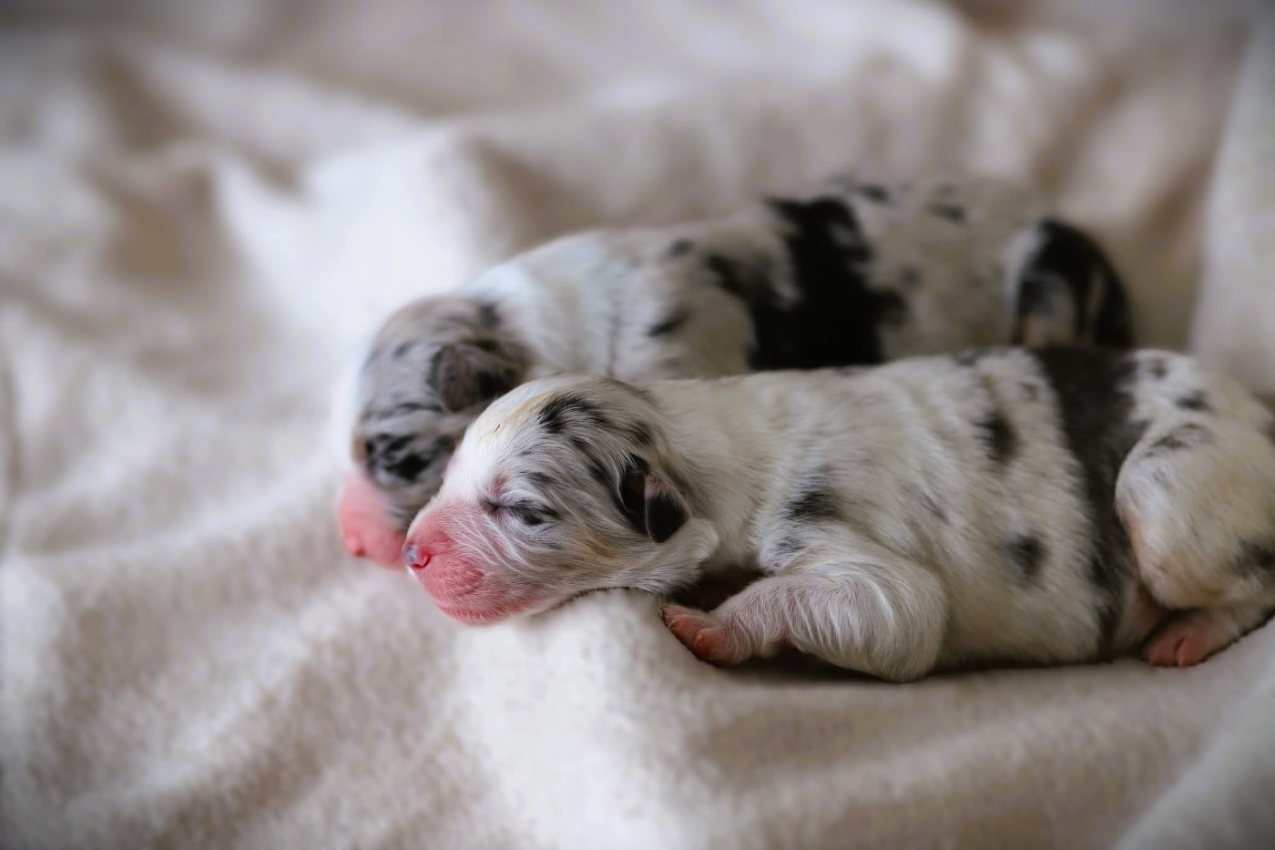 des Ancêtres Sauvages - Chiots disponibles - Berger Australien