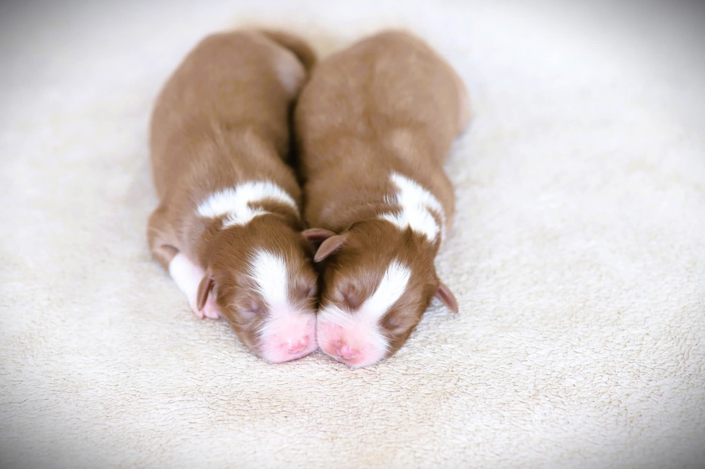 des Ancêtres Sauvages - Chiots disponibles - Berger Australien