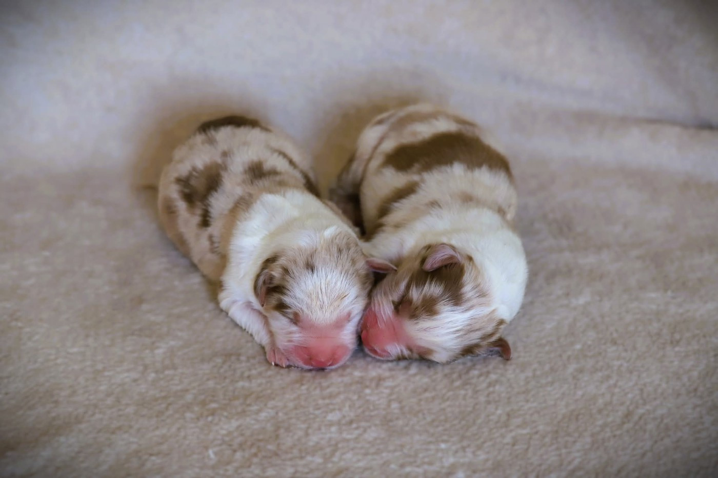 des Ancêtres Sauvages - Chiots disponibles - Berger Australien