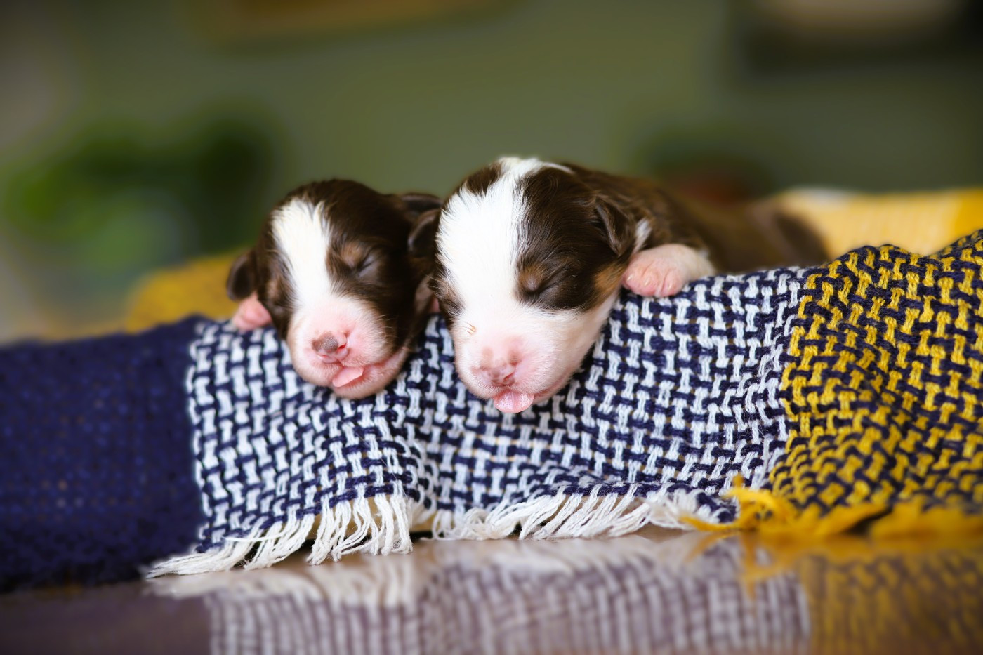 des Ancêtres Sauvages - Chiots disponibles - Berger Australien