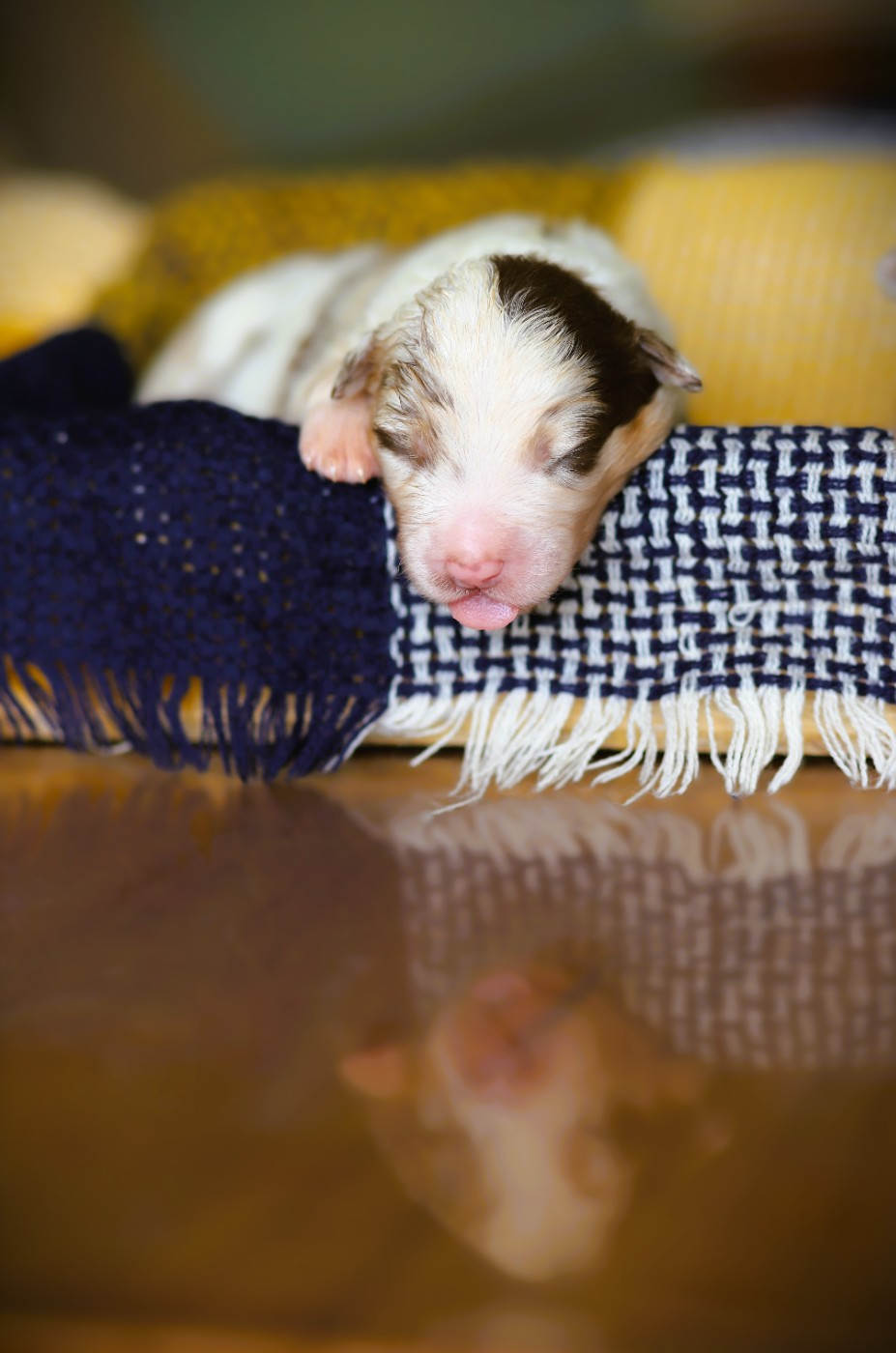 des Ancêtres Sauvages - Chiots disponibles - Berger Australien