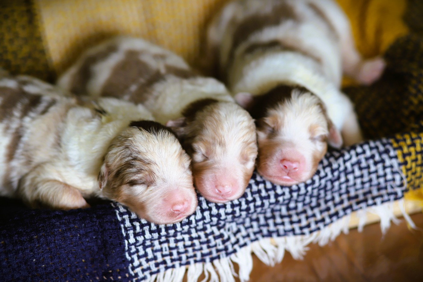 des Ancêtres Sauvages - Chiots disponibles - Berger Australien