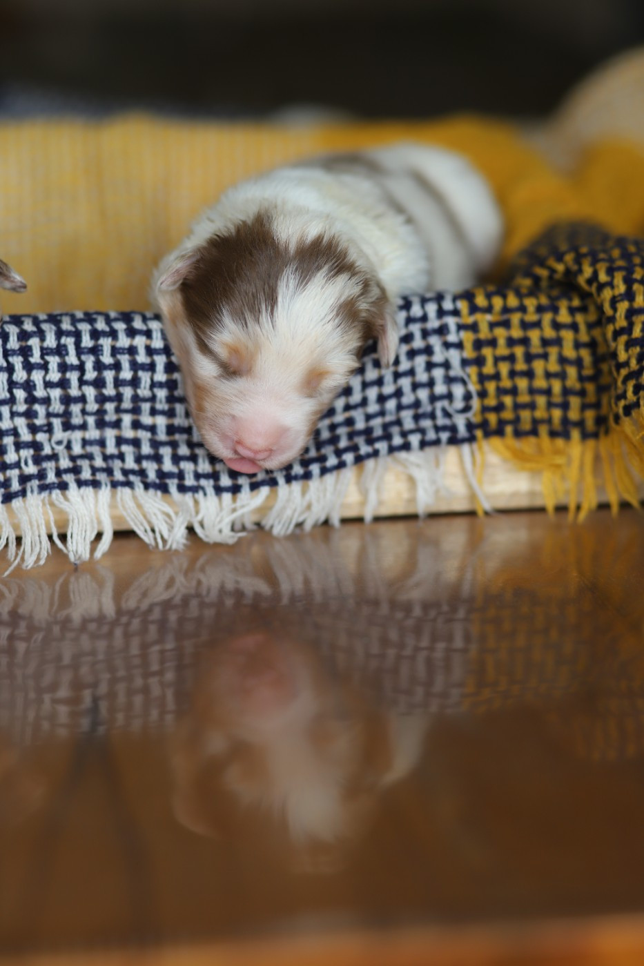 des Ancêtres Sauvages - Chiots disponibles - Berger Australien