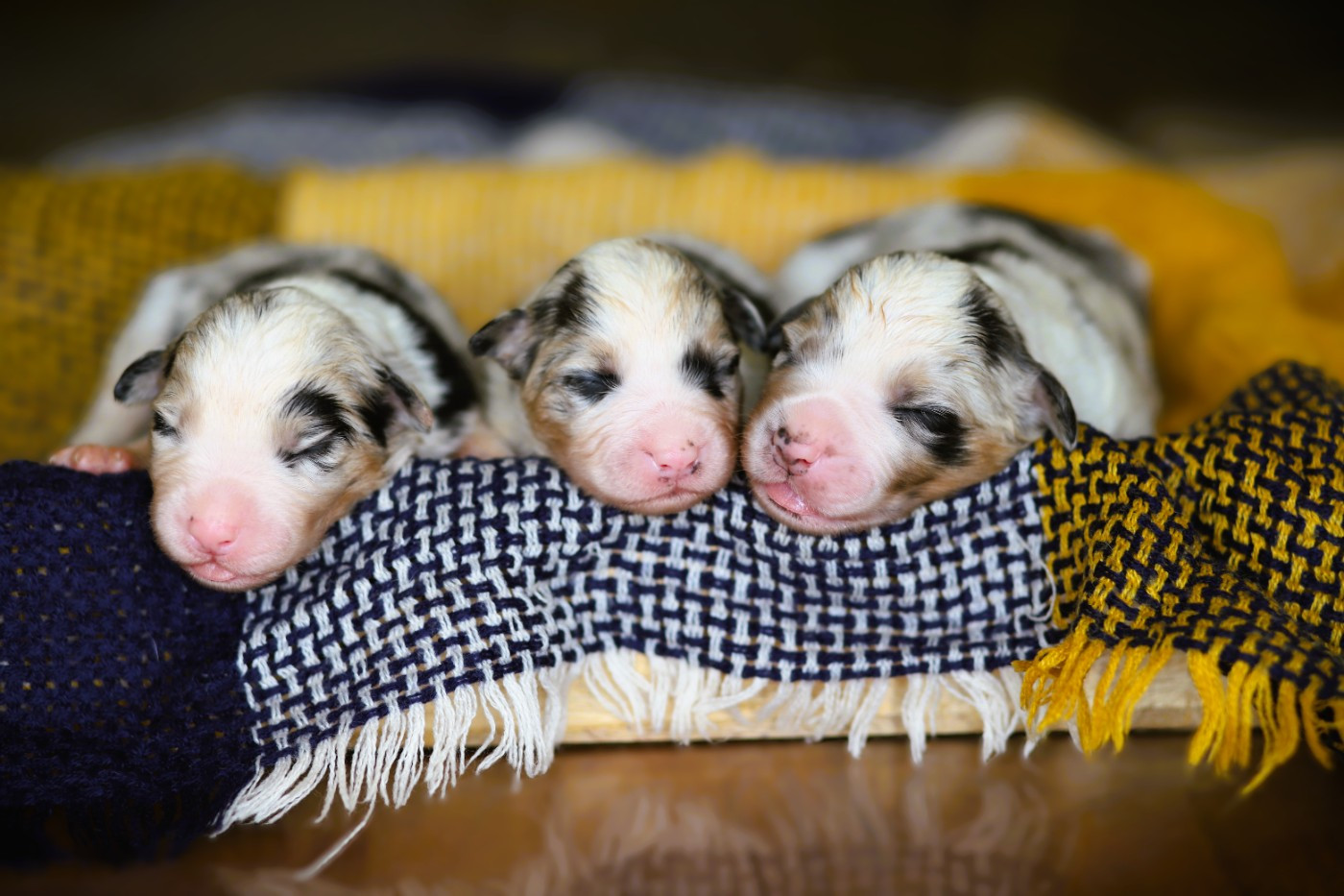 des Ancêtres Sauvages - Chiots disponibles - Berger Australien