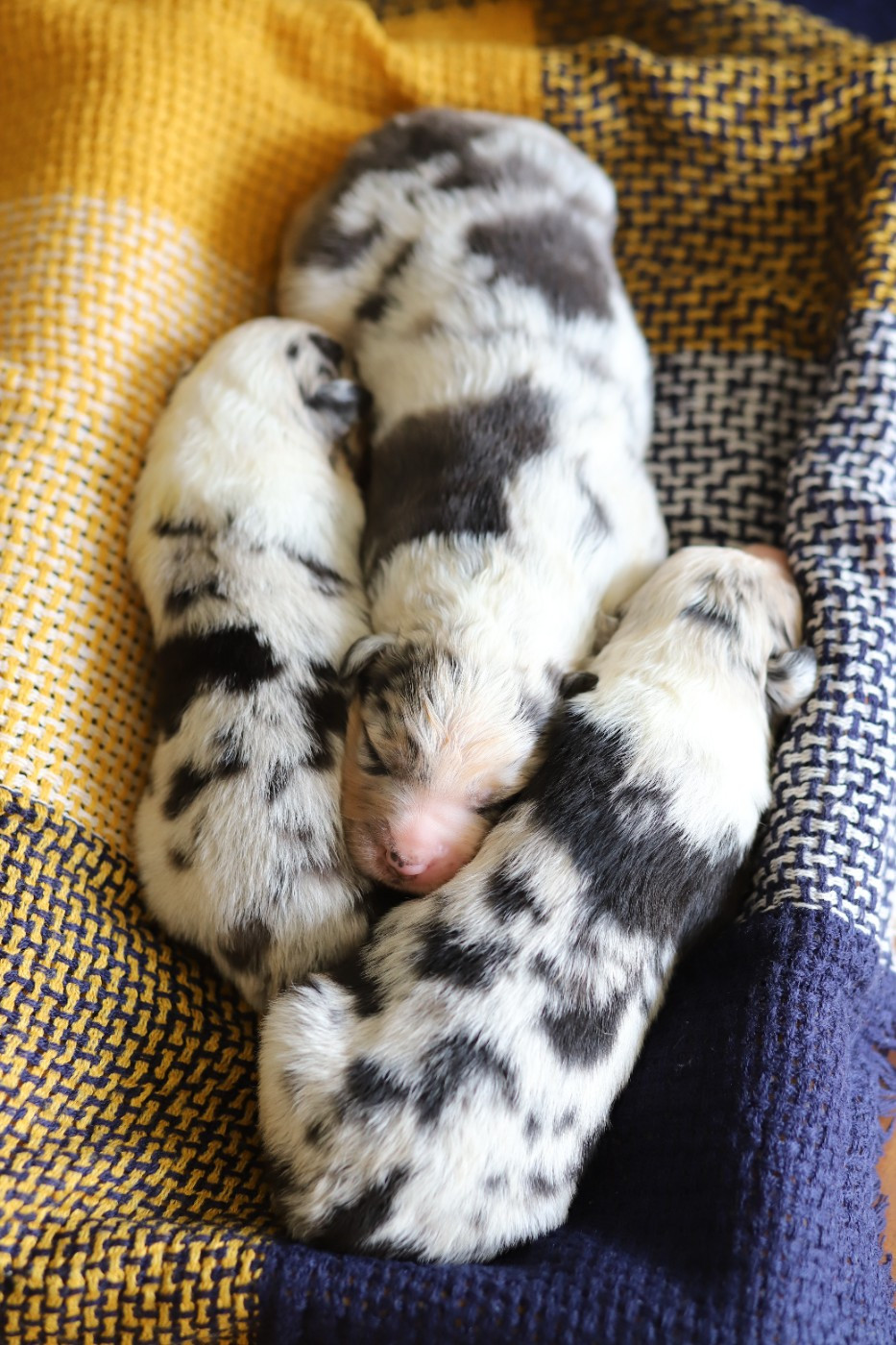 des Ancêtres Sauvages - Chiots disponibles - Berger Australien