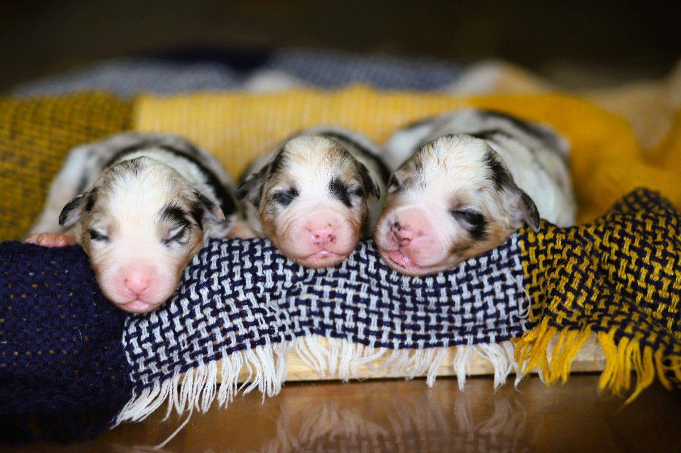 des Ancêtres Sauvages - Chiots disponibles - Berger Australien