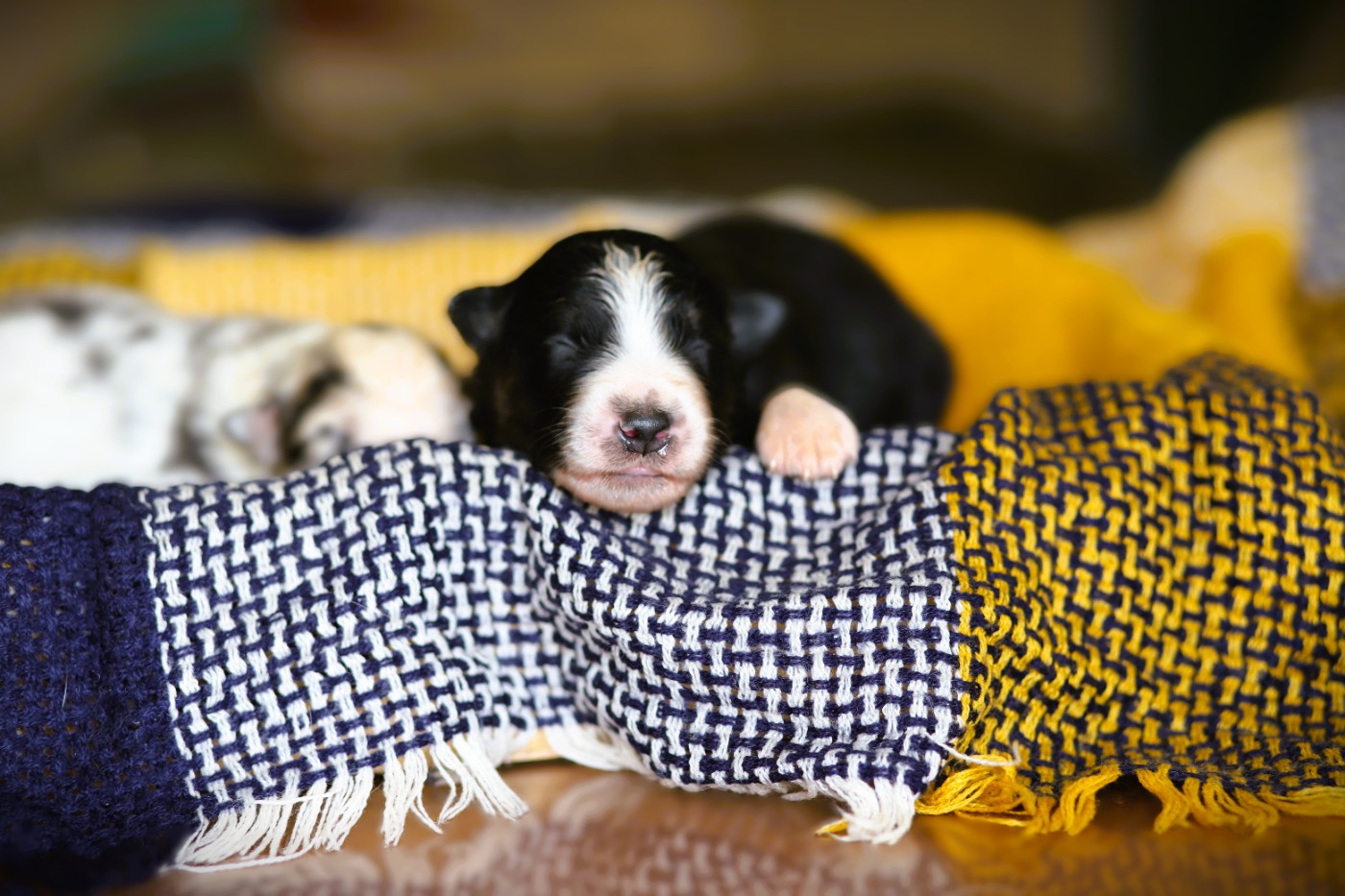 des Ancêtres Sauvages - Chiots disponibles - Berger Australien