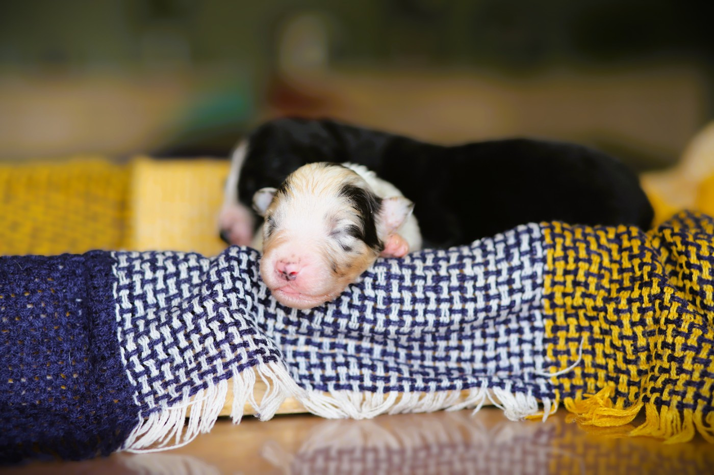 des Ancêtres Sauvages - Chiots disponibles - Berger Australien