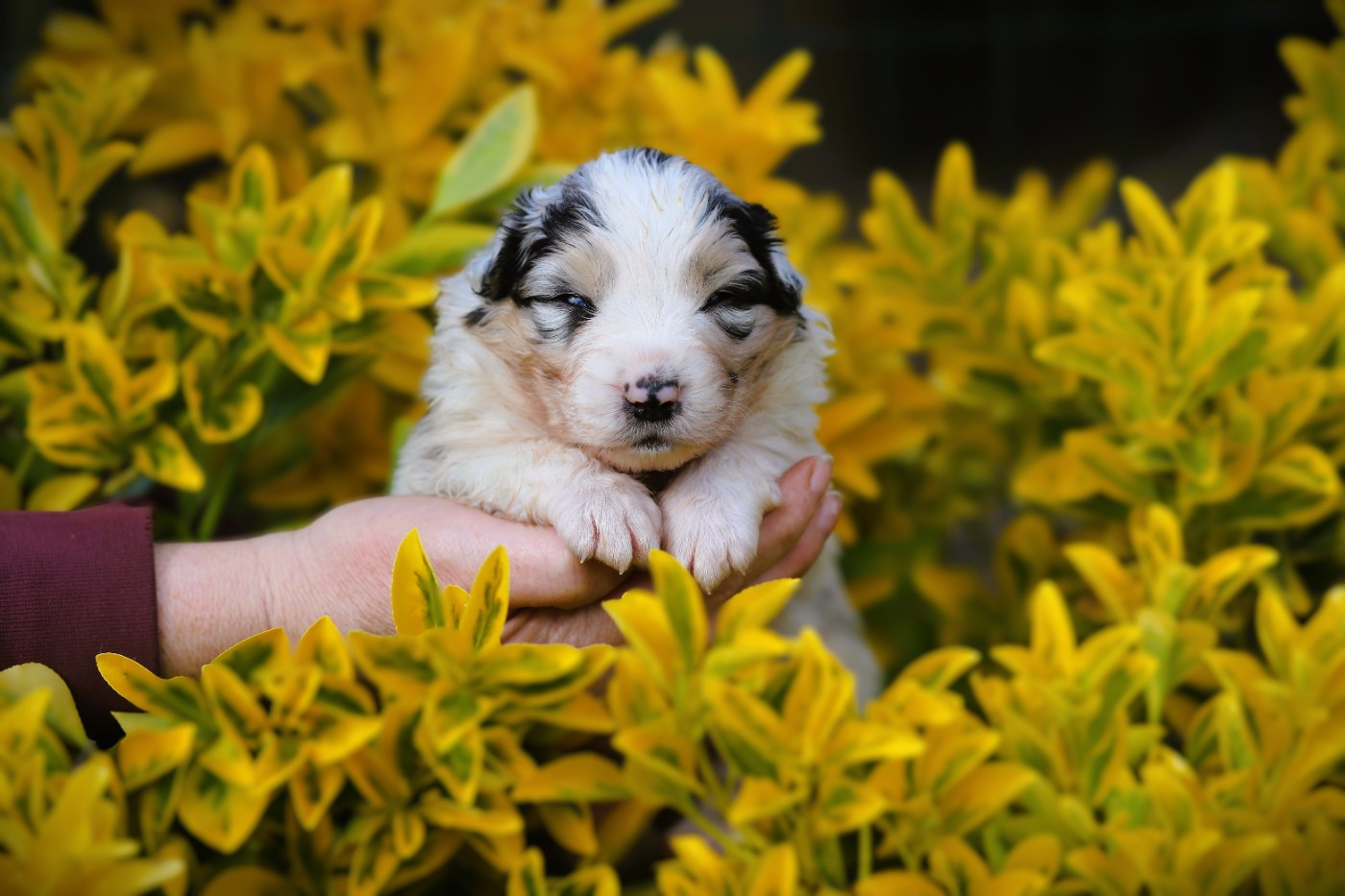 des Ancêtres Sauvages - Chiots disponibles - Berger Australien