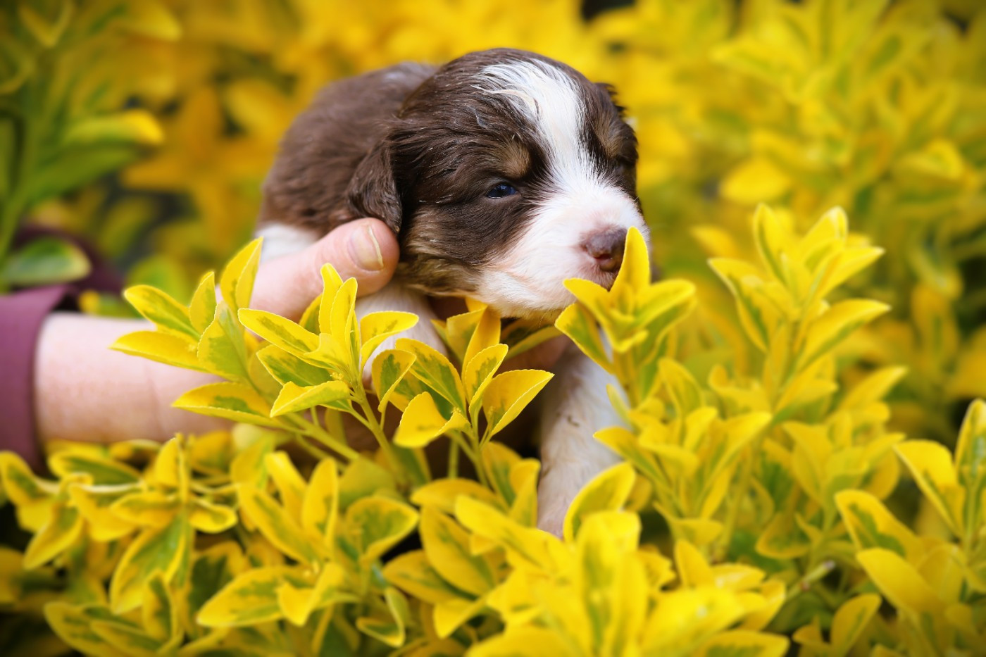 des Ancêtres Sauvages - Chiots disponibles - Berger Australien