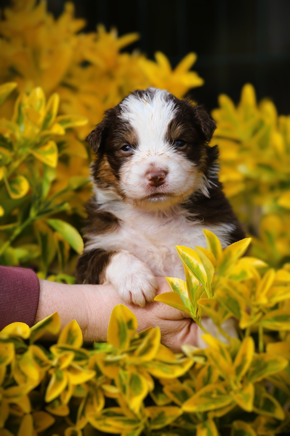 des Ancêtres Sauvages - Chiots disponibles - Berger Australien