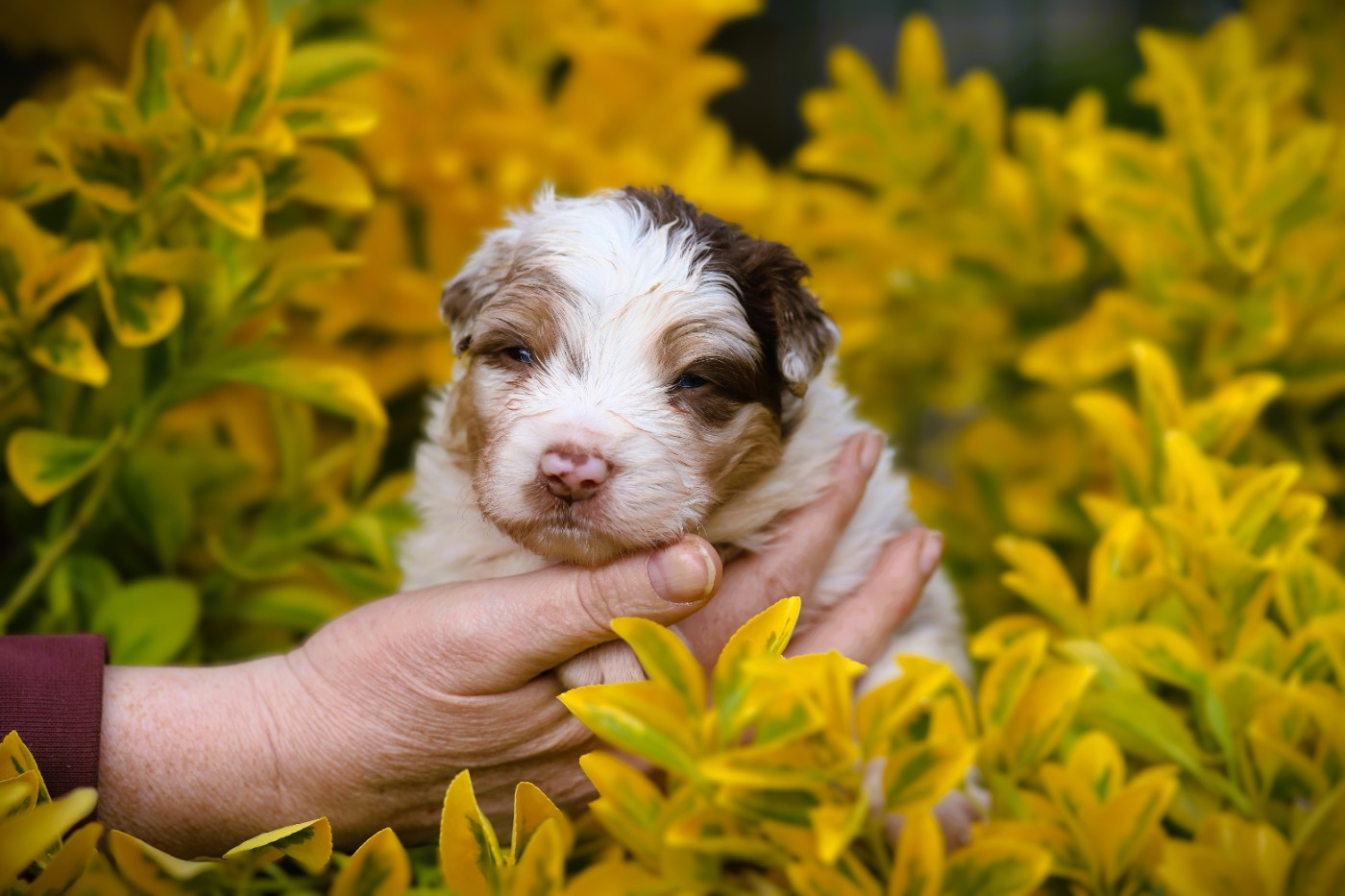 des Ancêtres Sauvages - Chiots disponibles - Berger Australien