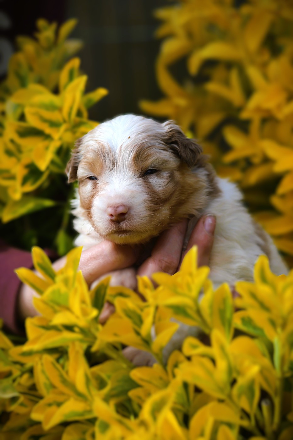 des Ancêtres Sauvages - Chiots disponibles - Berger Australien