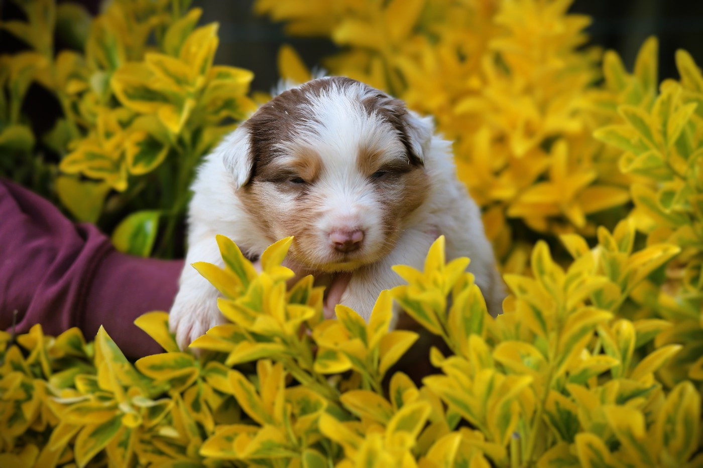des Ancêtres Sauvages - Chiots disponibles - Berger Australien