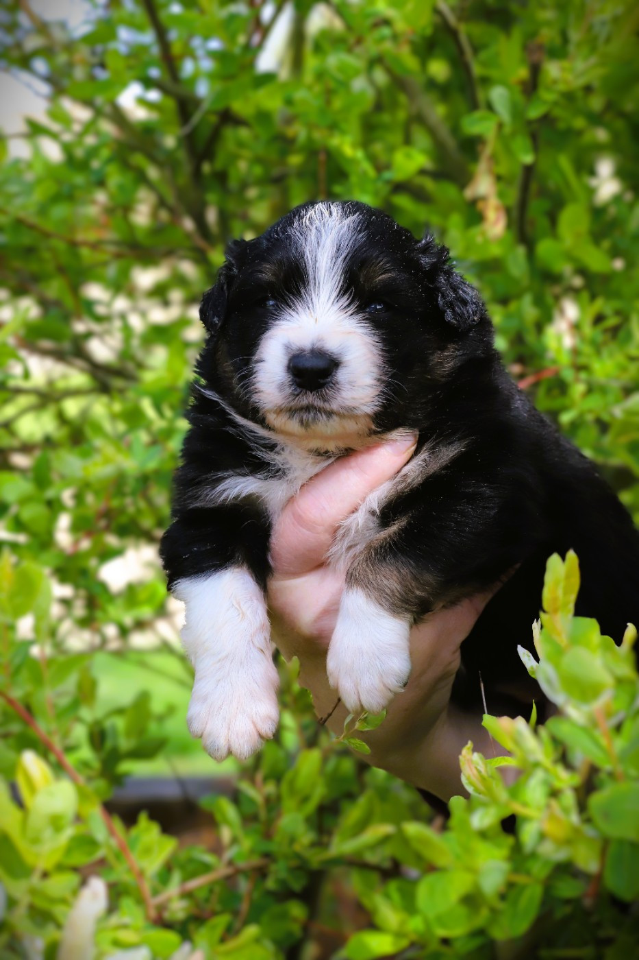 des Ancêtres Sauvages - Chiots disponibles - Berger Australien