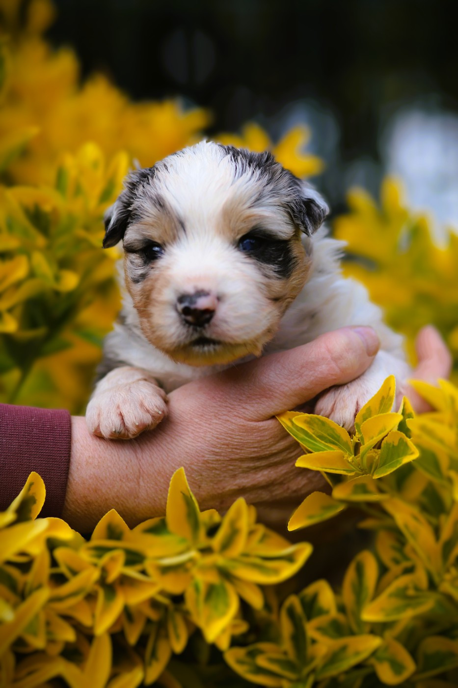 des Ancêtres Sauvages - Chiots disponibles - Berger Australien