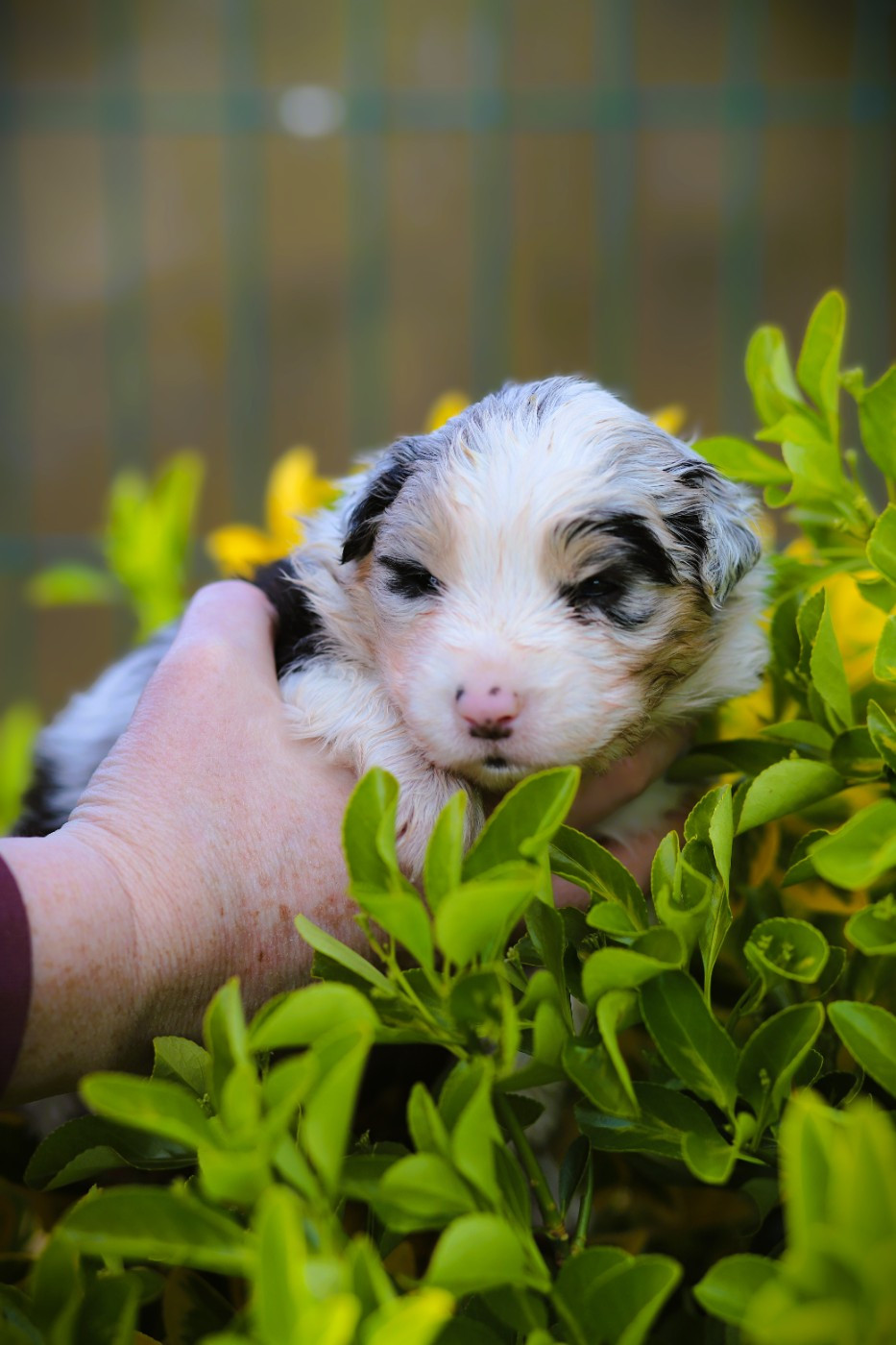des Ancêtres Sauvages - Chiots disponibles - Berger Australien