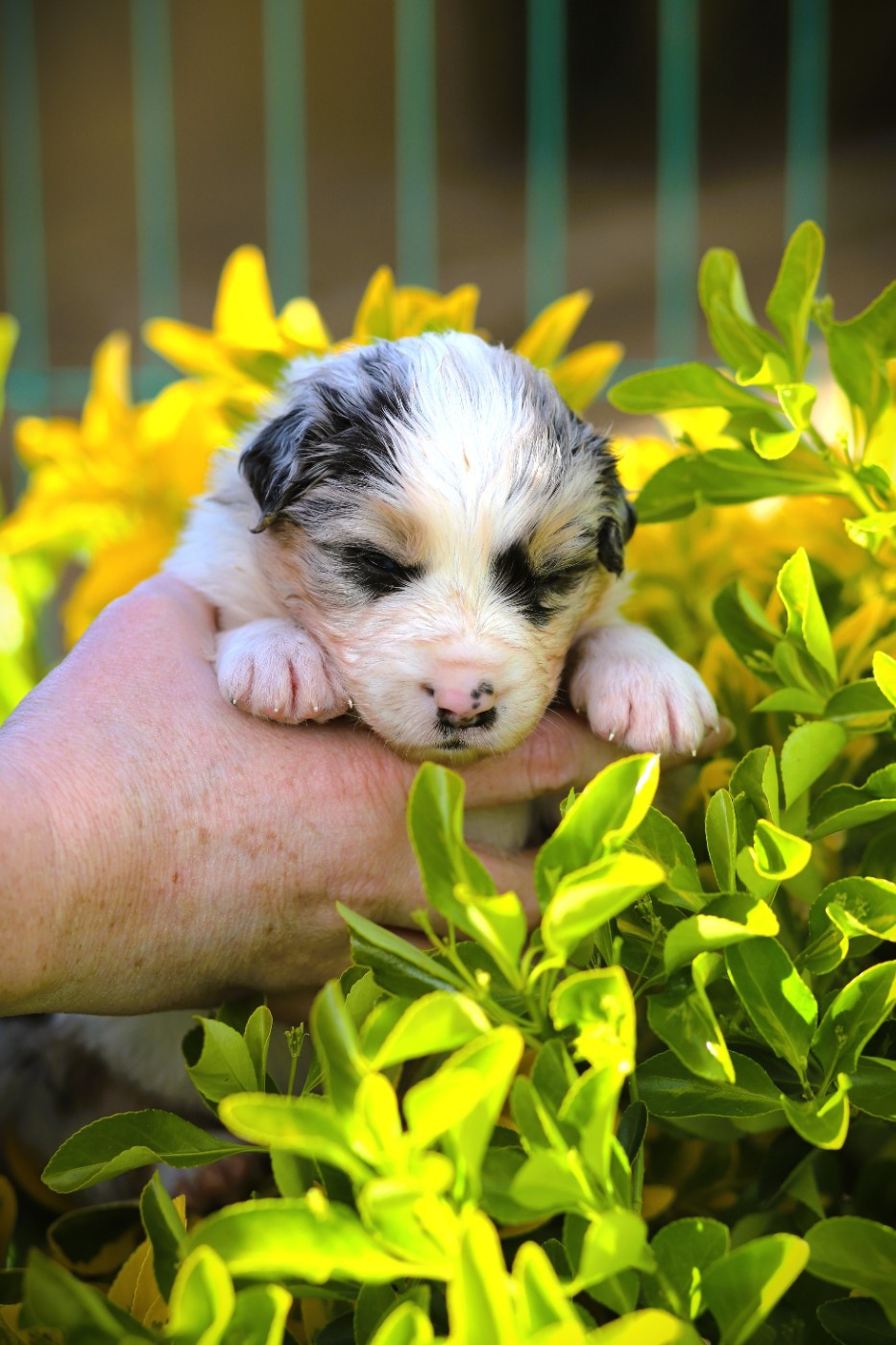 des Ancêtres Sauvages - Chiots disponibles - Berger Australien