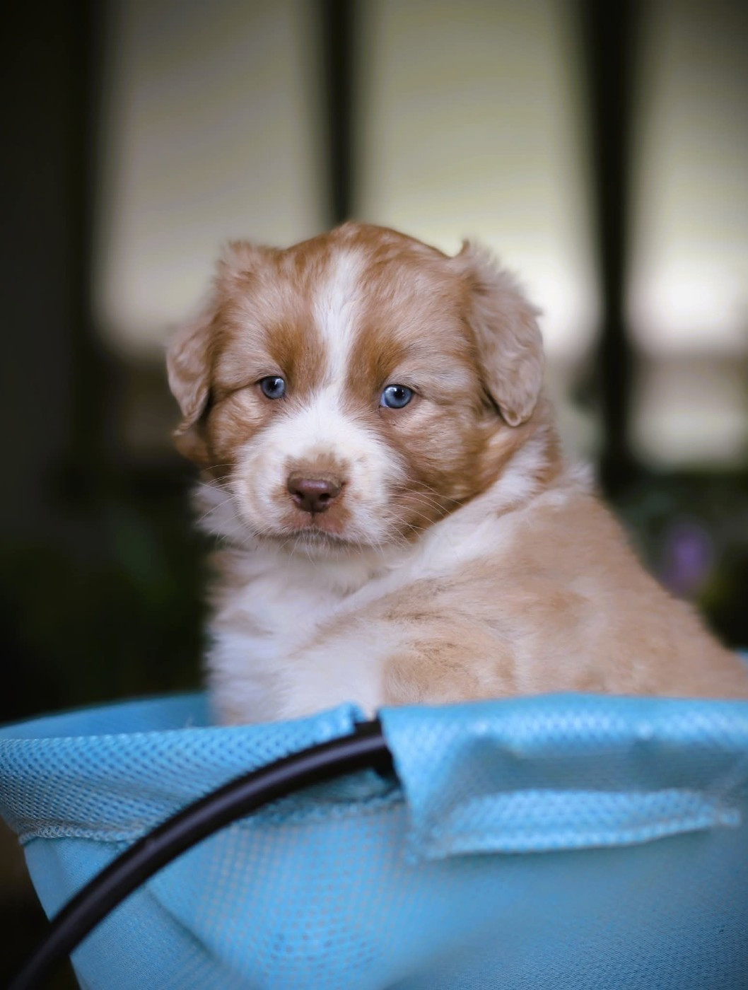 des Ancêtres Sauvages - Chiots disponibles - Berger Australien