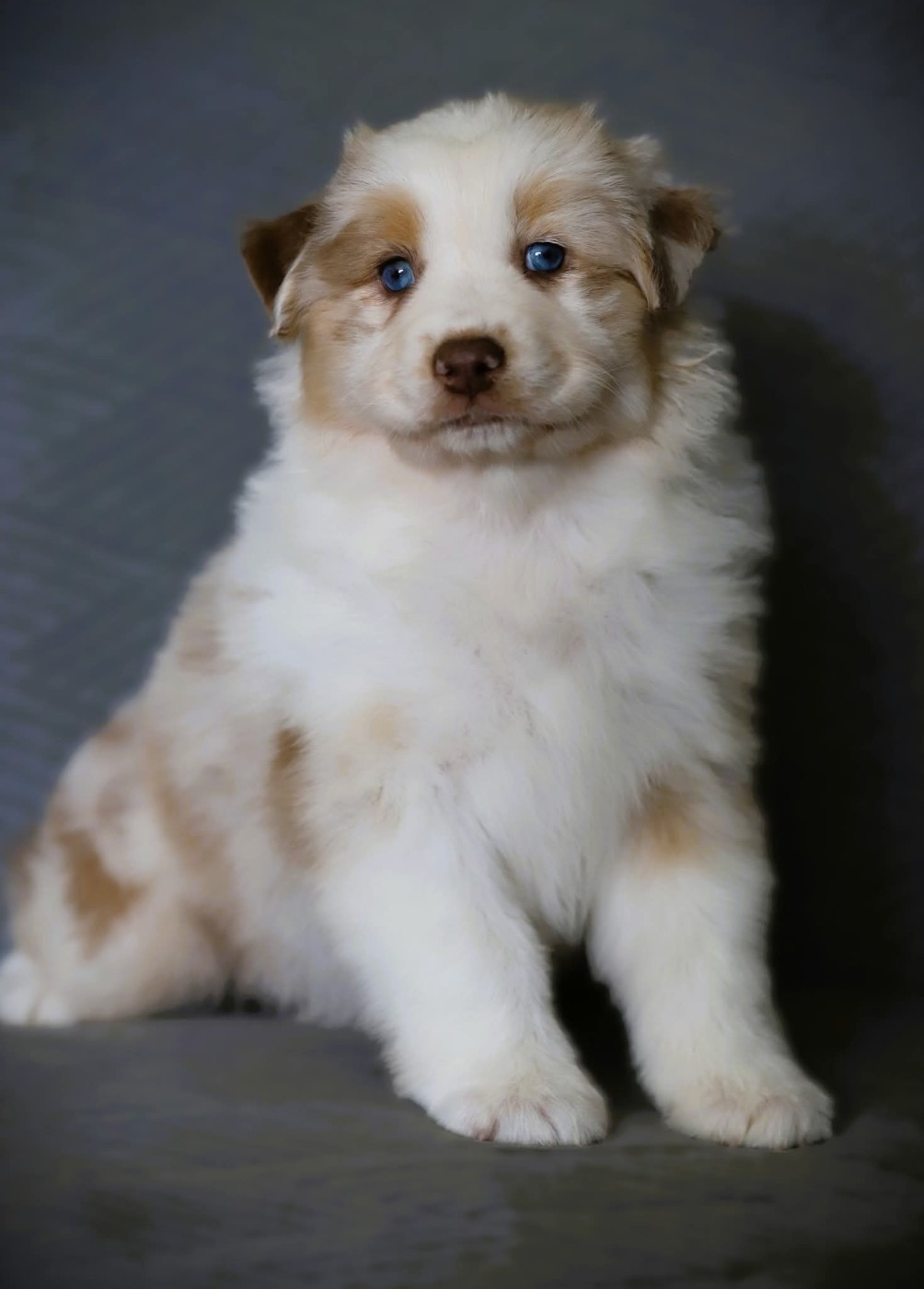 des Ancêtres Sauvages - Chiots disponibles - Berger Australien