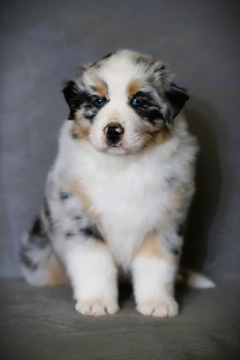 des Ancêtres Sauvages - Chiots disponibles - Berger Australien