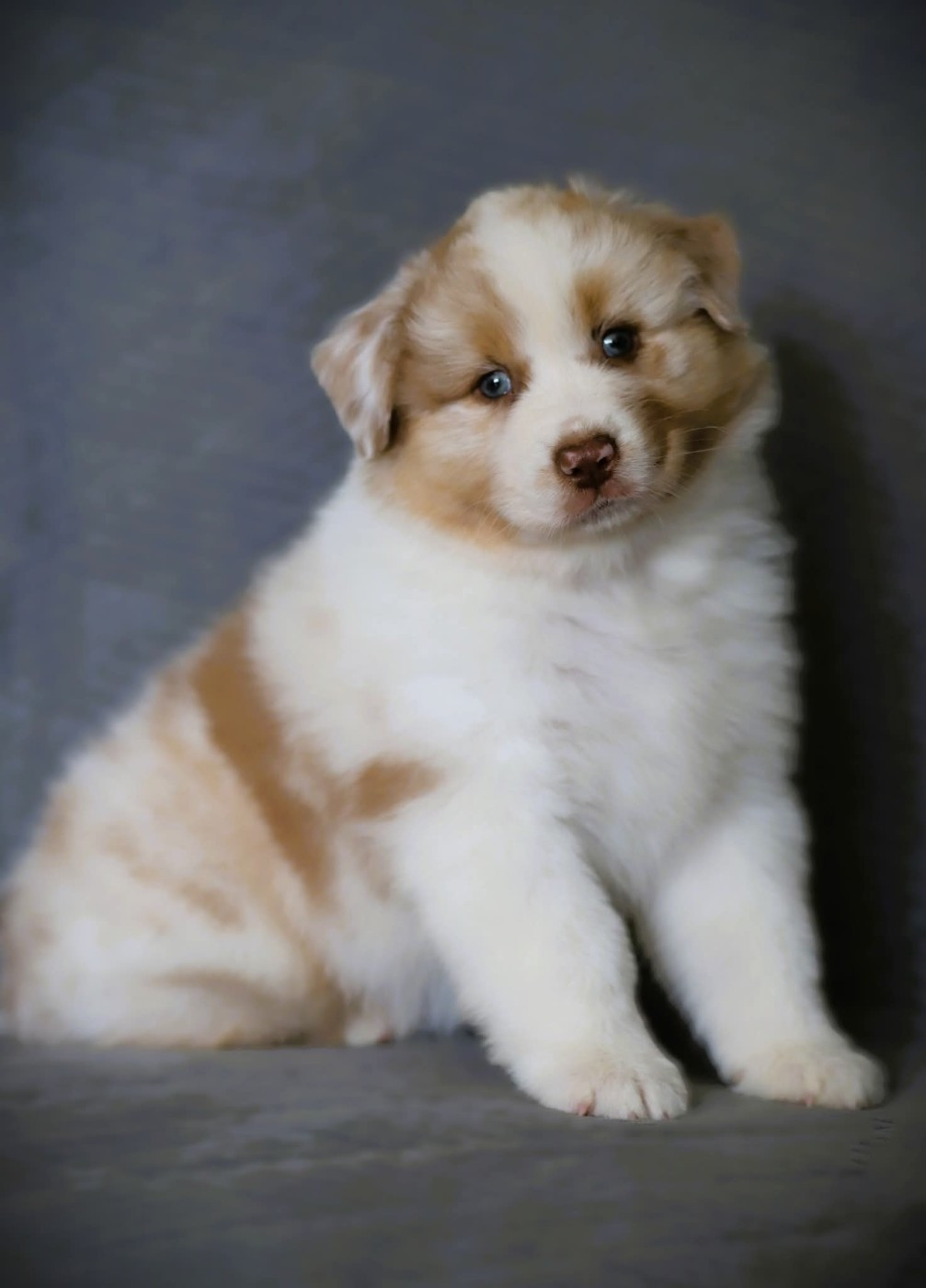 des Ancêtres Sauvages - Chiots disponibles - Berger Australien