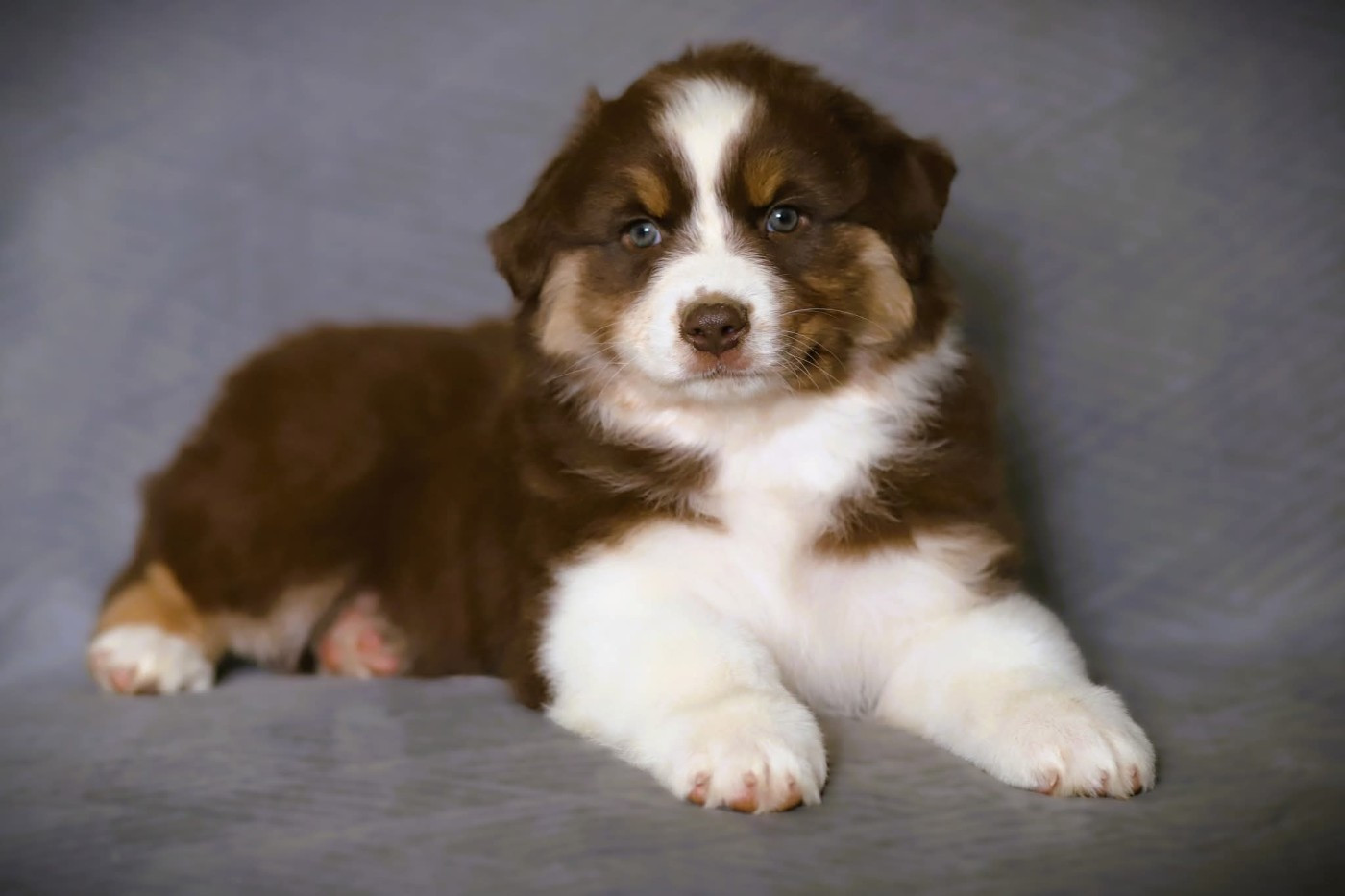 des Ancêtres Sauvages - Chiots disponibles - Berger Australien