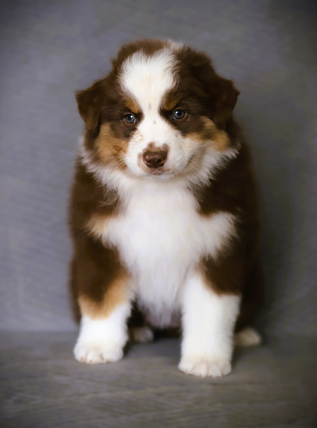 des Ancêtres Sauvages - Chiots disponibles - Berger Australien