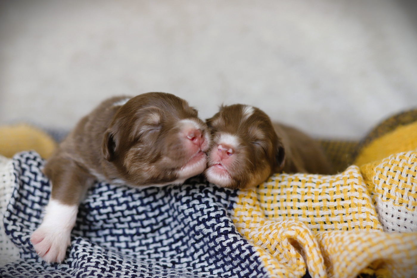 Chiot Berger Australien des Ancêtres Sauvages