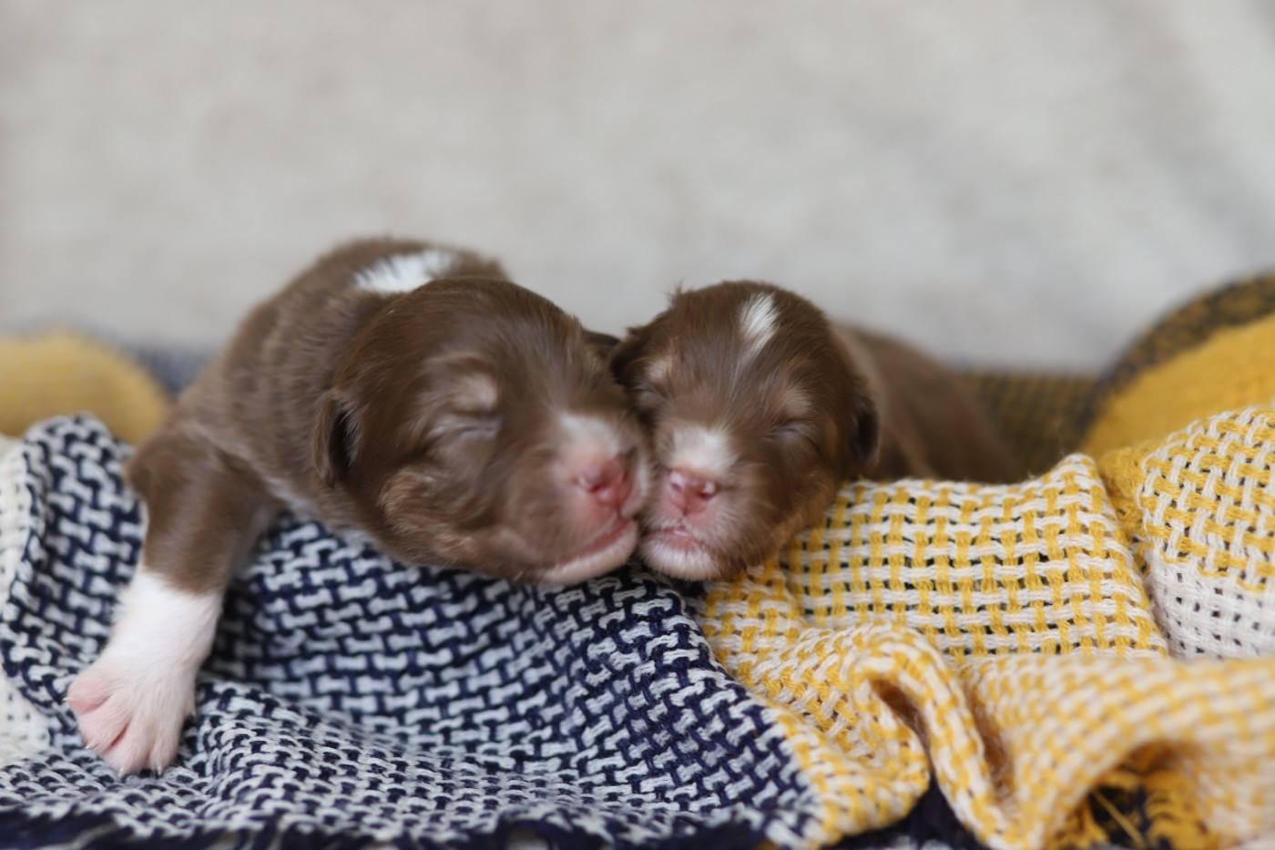 des Ancêtres Sauvages - Chiots disponibles - Berger Australien