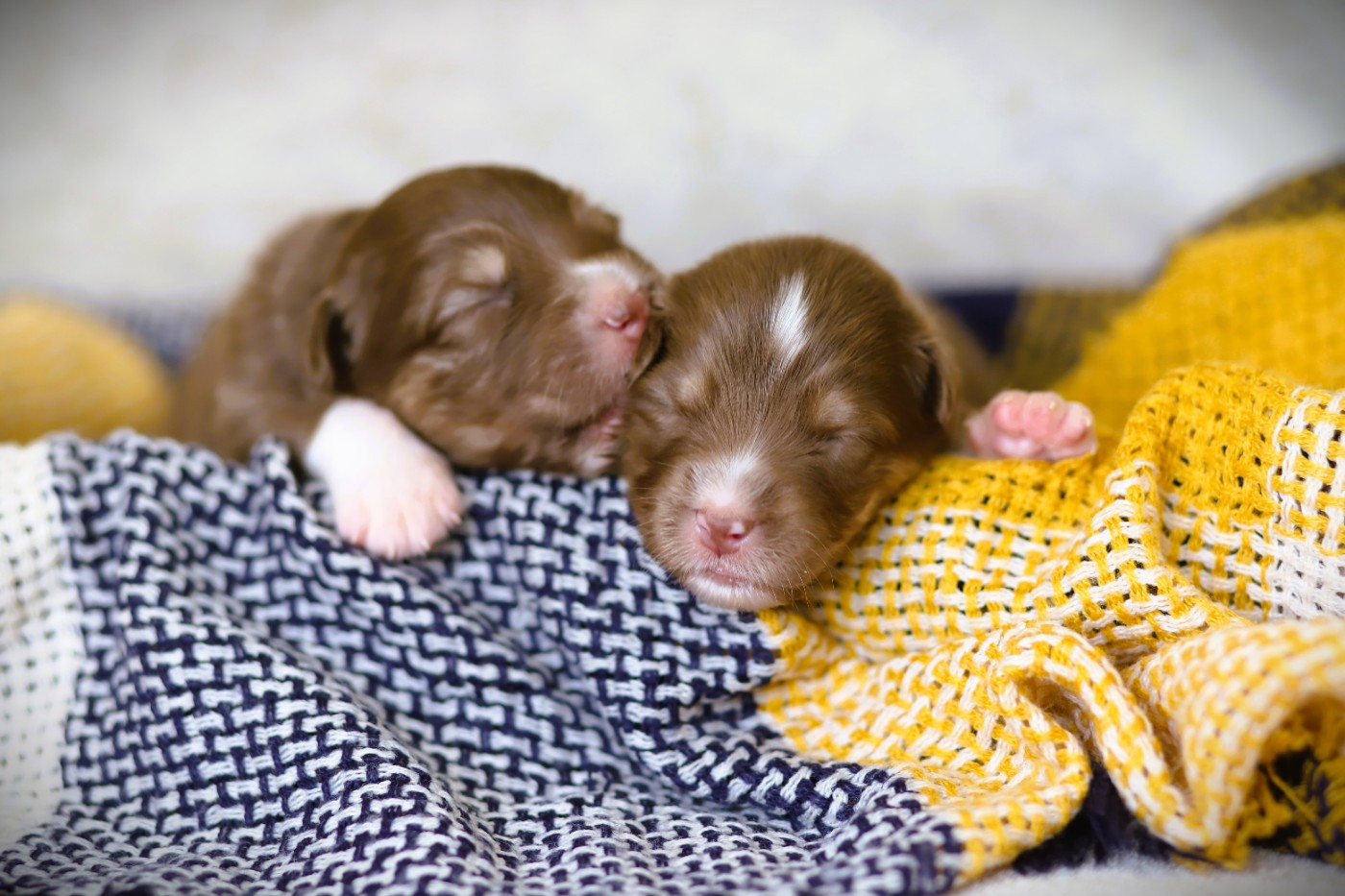 des Ancêtres Sauvages - Chiots disponibles - Berger Australien