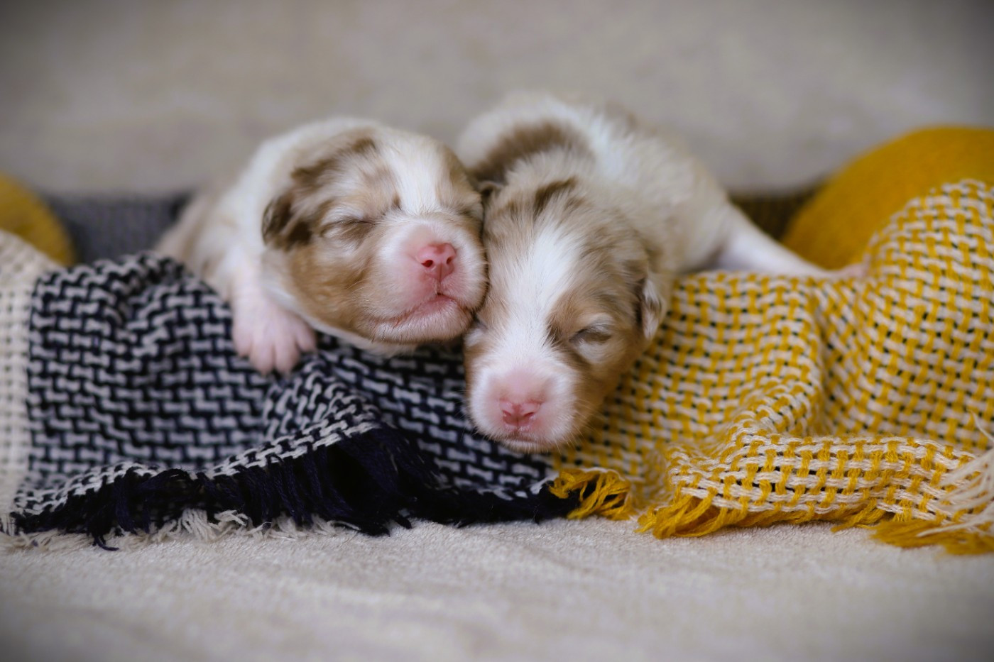 des Ancêtres Sauvages - Chiots disponibles - Berger Australien