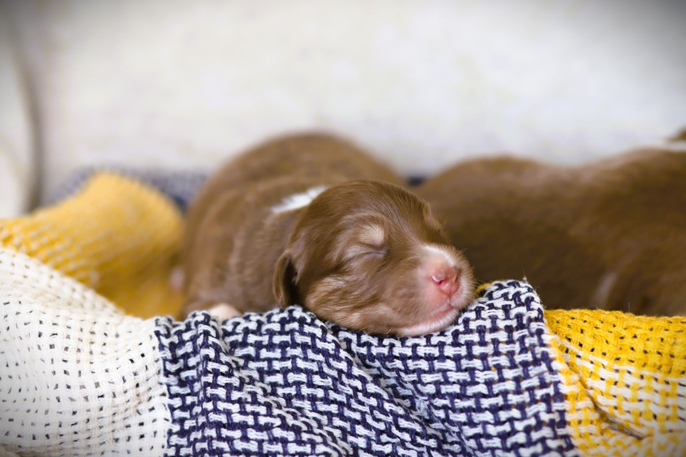 des Ancêtres Sauvages - Chiots disponibles - Berger Australien