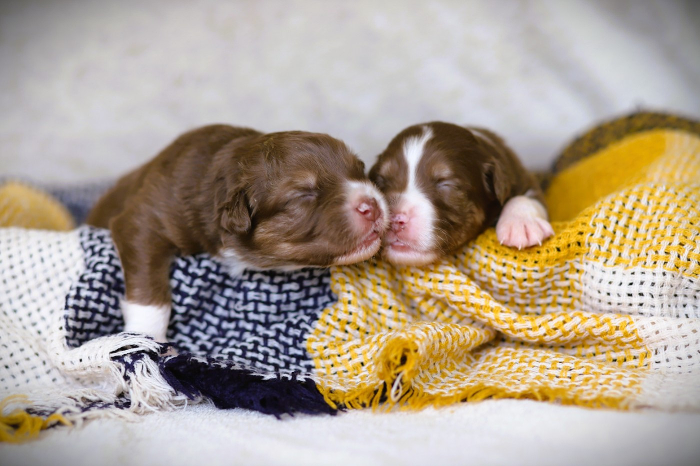 des Ancêtres Sauvages - Chiots disponibles - Berger Australien