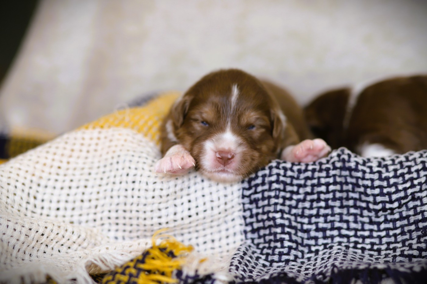 des Ancêtres Sauvages - Chiots disponibles - Berger Australien