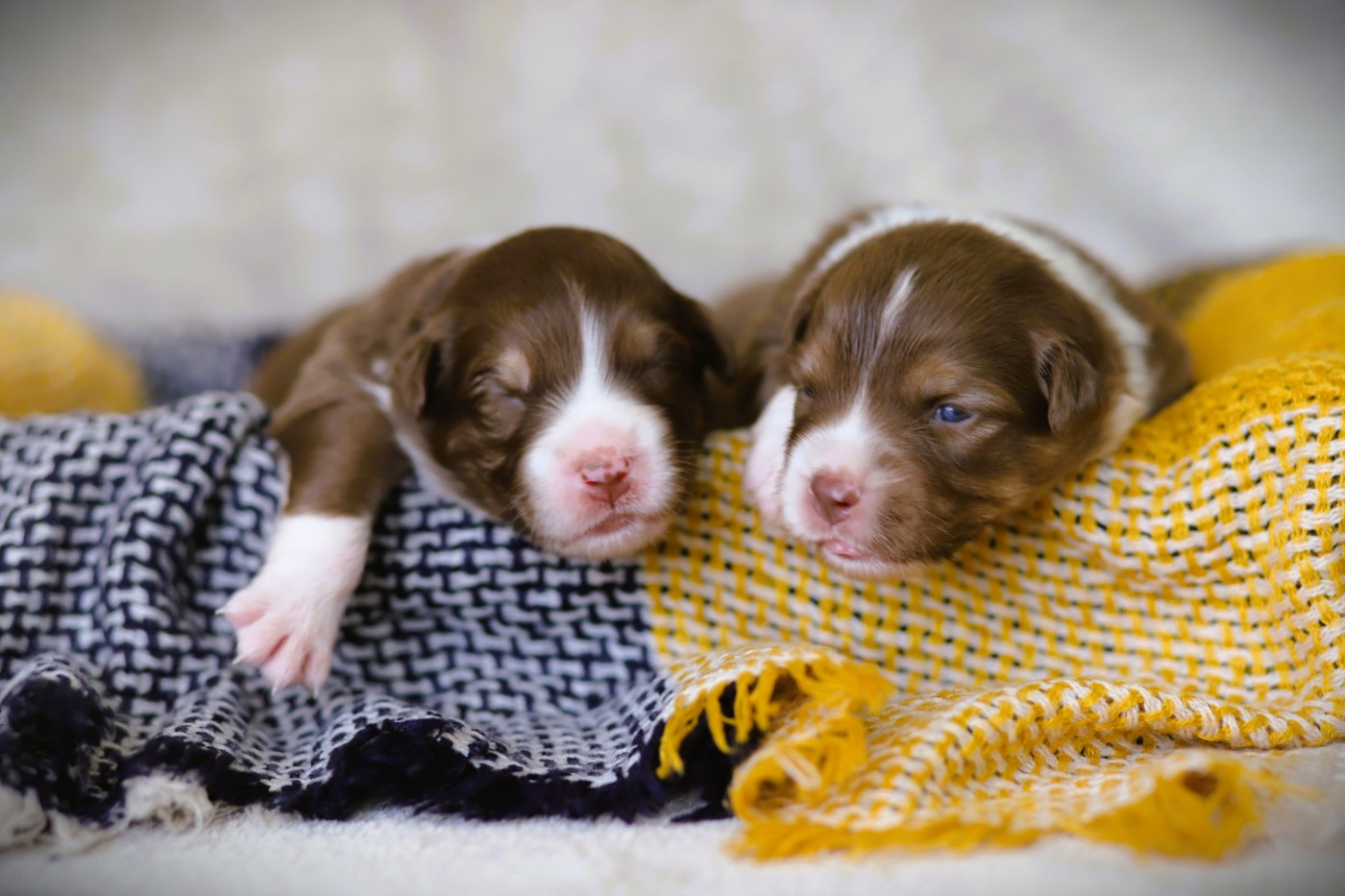 des Ancêtres Sauvages - Chiots disponibles - Berger Australien