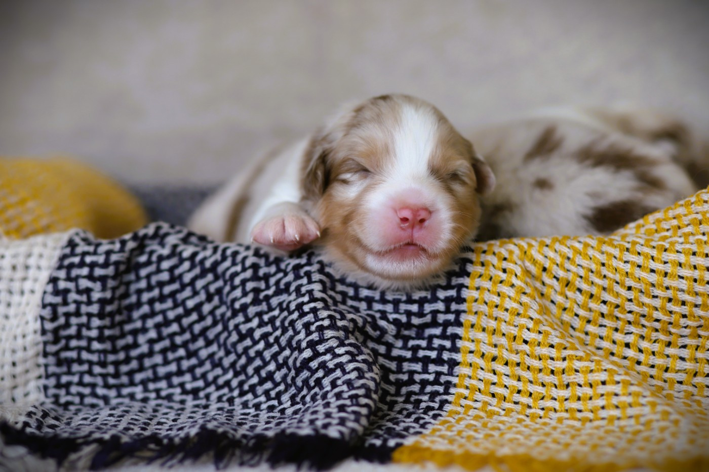 des Ancêtres Sauvages - Chiots disponibles - Berger Australien