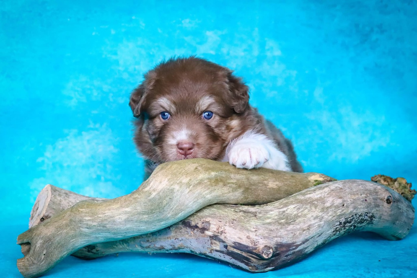 des Ancêtres Sauvages - Chiots disponibles - Berger Australien