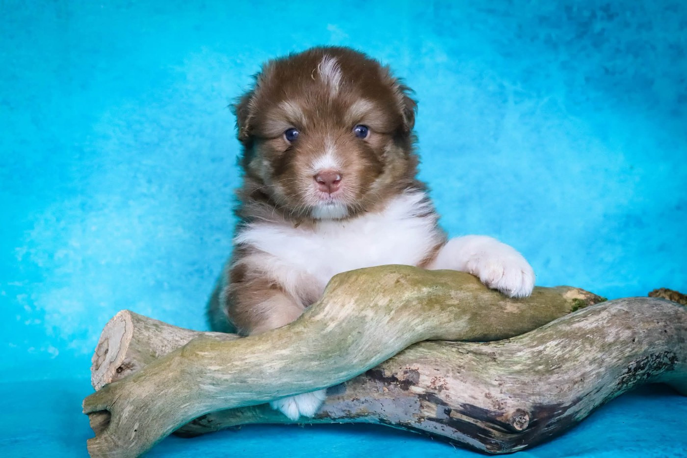 des Ancêtres Sauvages - Chiots disponibles - Berger Australien