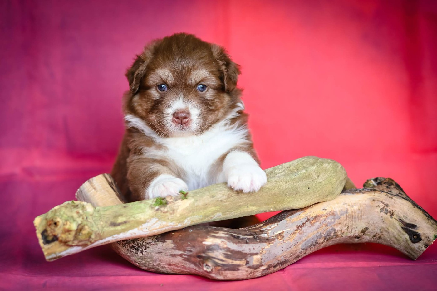 des Ancêtres Sauvages - Chiots disponibles - Berger Australien