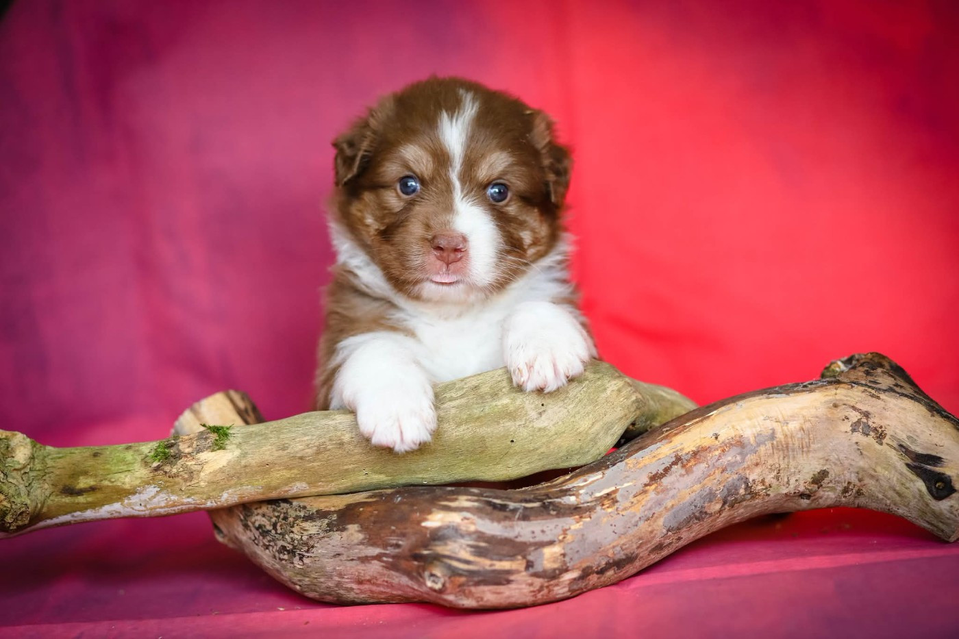 des Ancêtres Sauvages - Chiots disponibles - Berger Australien
