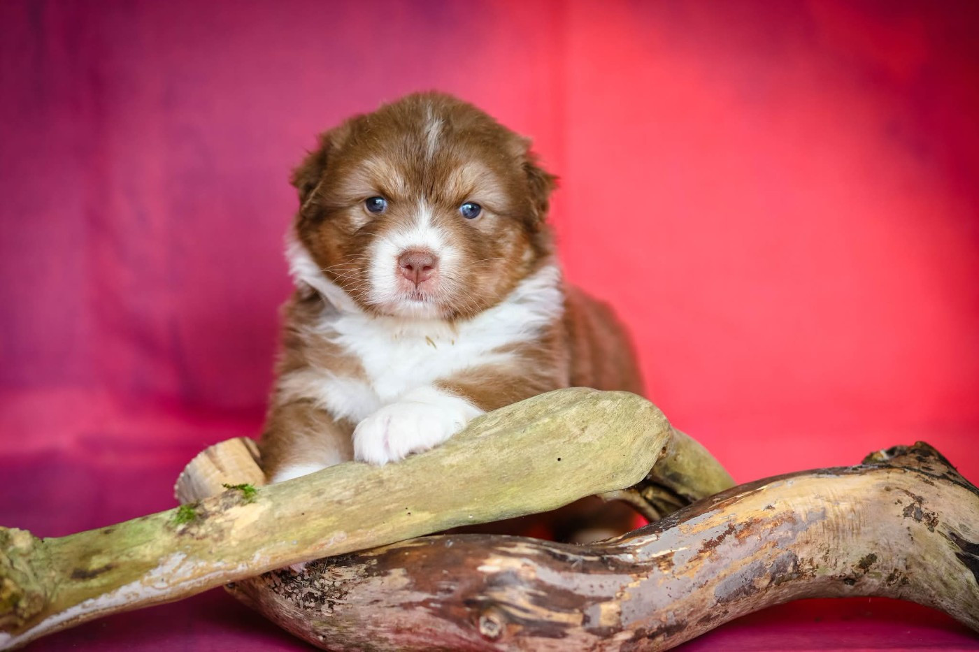 des Ancêtres Sauvages - Chiots disponibles - Berger Australien