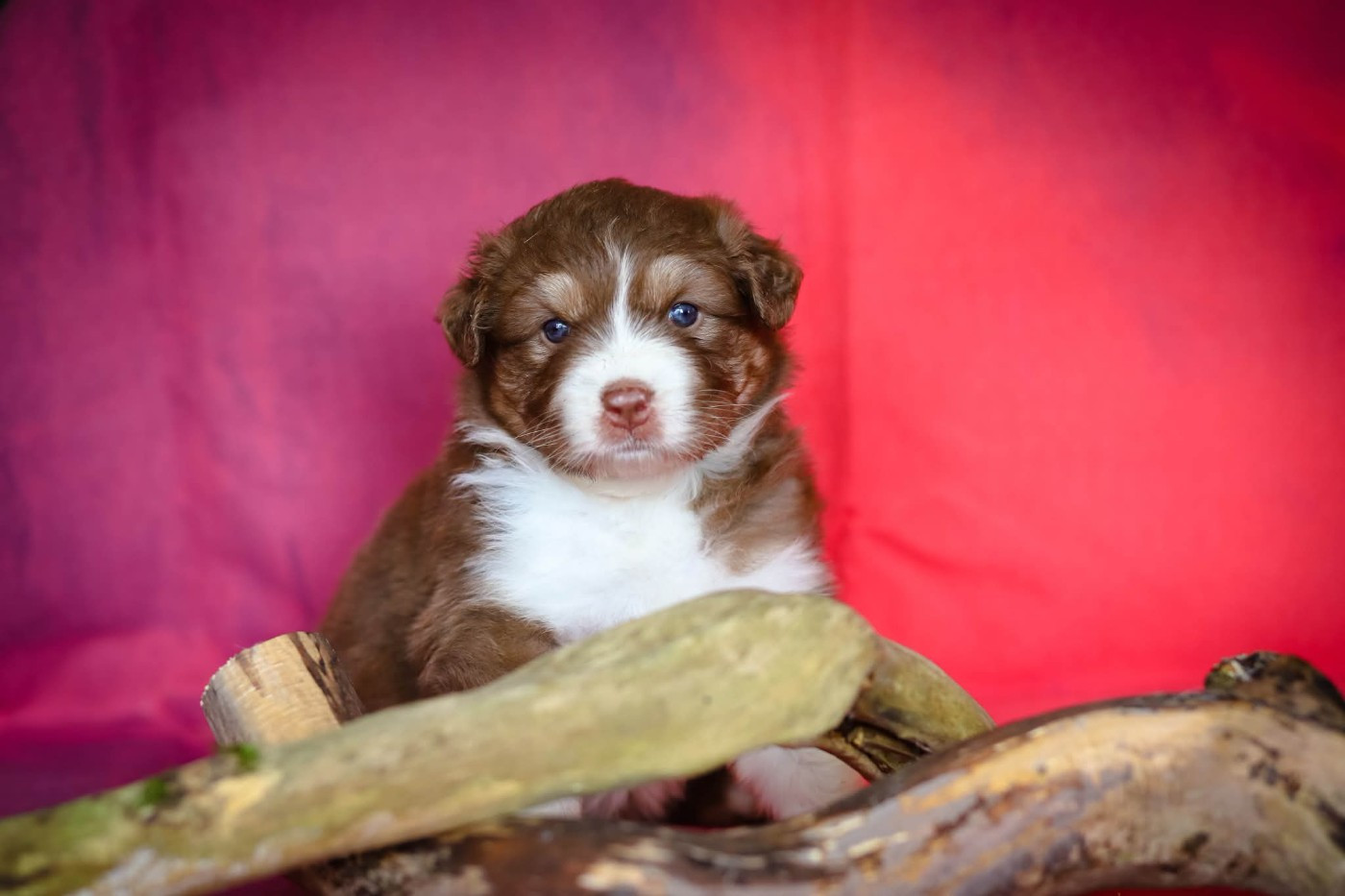 des Ancêtres Sauvages - Chiots disponibles - Berger Australien