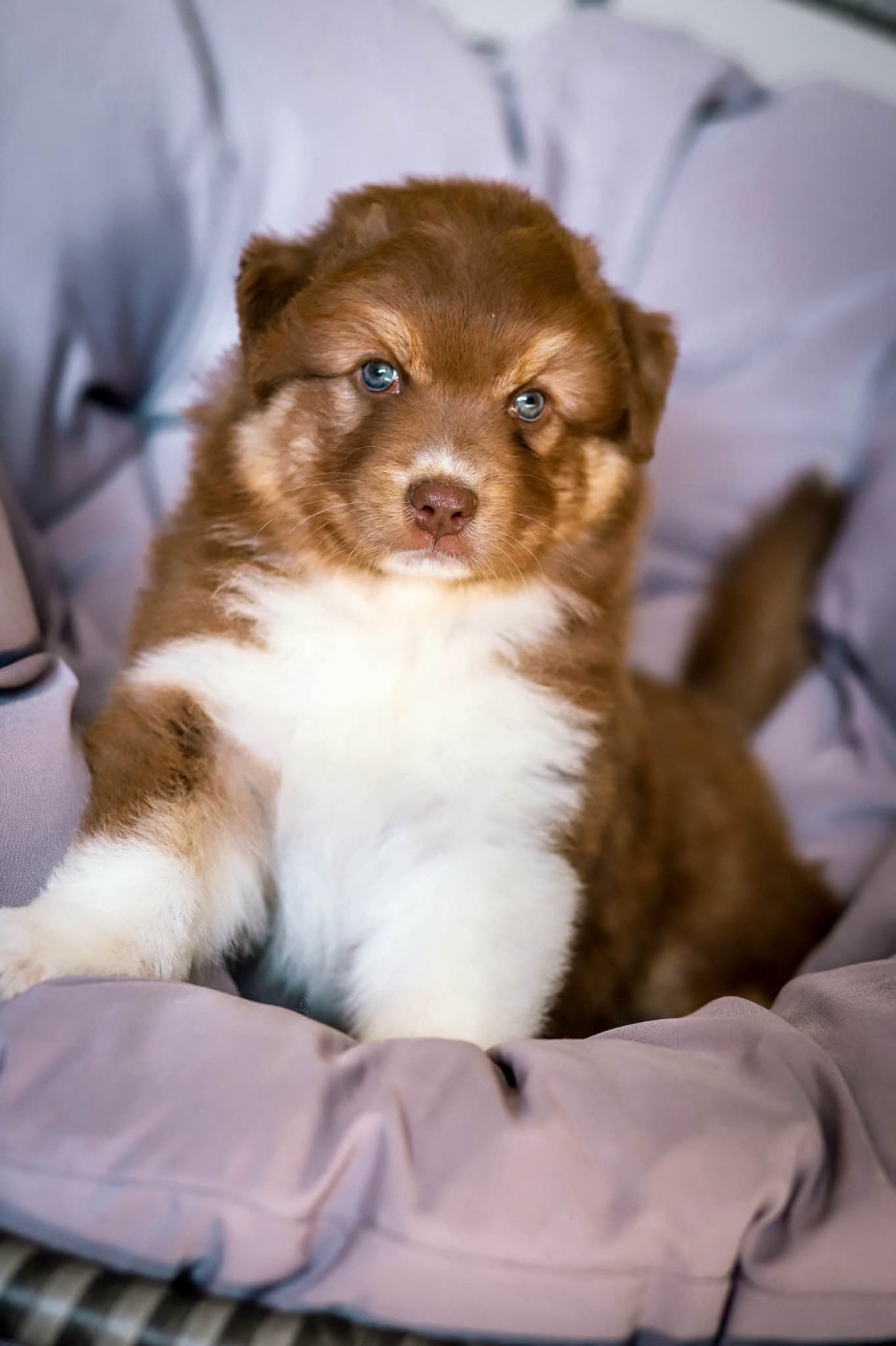 des Ancêtres Sauvages - Chiots disponibles - Berger Australien