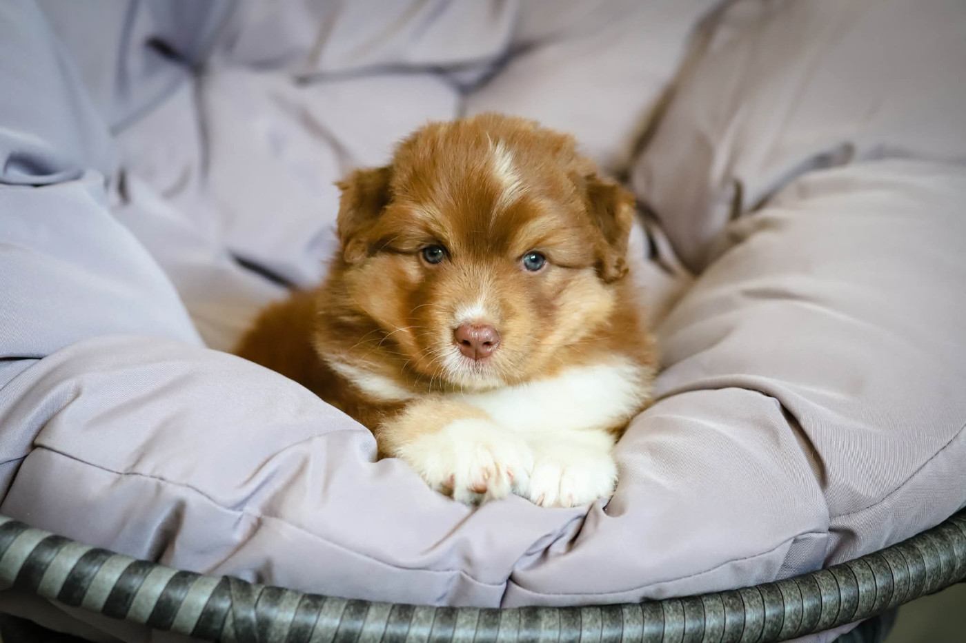 des Ancêtres Sauvages - Chiots disponibles - Berger Australien